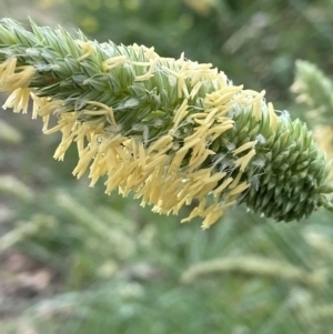 Phalaris aquatica at Duffy, ACT - 11 Dec 2021