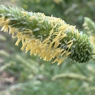 Phalaris aquatica (Phalaris, Australian Canary Grass) at Holder Wetlands - 11 Dec 2021 by AJB