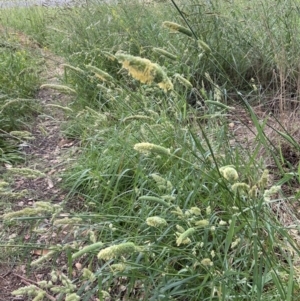 Phalaris aquatica at Duffy, ACT - 11 Dec 2021