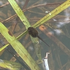 Unidentified Frog at Duffy, ACT - 11 Dec 2021 by AJB