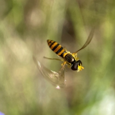 Sphaerophoria sp. (genus) (A hoverfly) at Holder Wetlands - 11 Dec 2021 by AJB