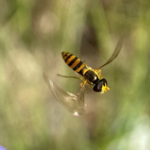 Sphaerophoria sp. (genus) at Holder, ACT - 11 Dec 2021