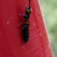 Tiphiidae (family) (Unidentified Smooth flower wasp) at Karabar, NSW - 11 Dec 2021 by SteveBorkowskis