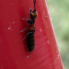 Tiphiidae (family) at Karabar, NSW - 11 Dec 2021 03:15 PM