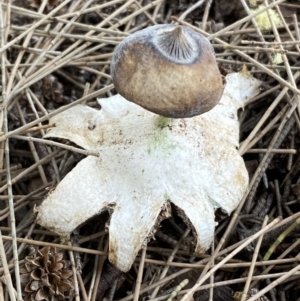 Geastrum tenuipes at Karabar, NSW - 11 Dec 2021