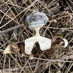 Geastrum tenuipes at Karabar, NSW - 11 Dec 2021