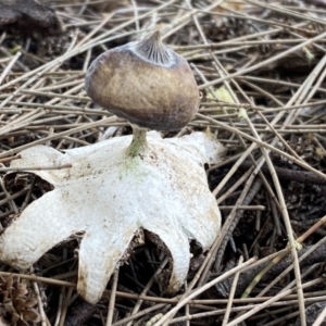 Geastrum tenuipes at Karabar, NSW - 11 Dec 2021