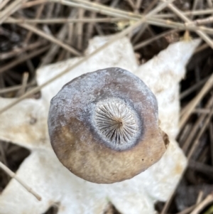 Geastrum tenuipes at Karabar, NSW - 11 Dec 2021