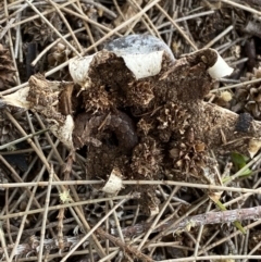 Geastrum tenuipes at Karabar, NSW - 11 Dec 2021 04:31 PM