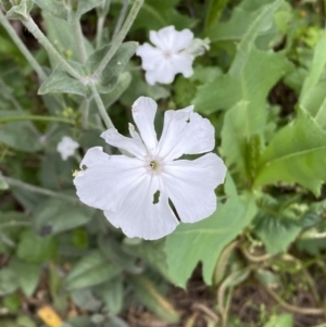 Silene coronaria at Karabar, NSW - 11 Dec 2021 04:45 PM