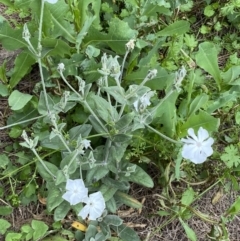 Silene coronaria at Karabar, NSW - 11 Dec 2021 04:45 PM