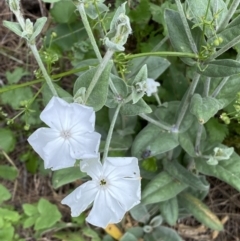 Silene coronaria at Karabar, NSW - 11 Dec 2021