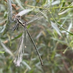 Austroargiolestes icteromelas (Common Flatwing) at QPRC LGA - 11 Dec 2021 by Steve_Bok