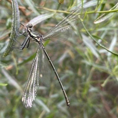 Austroargiolestes icteromelas (Common Flatwing) at Karabar, NSW - 11 Dec 2021 by Steve_Bok