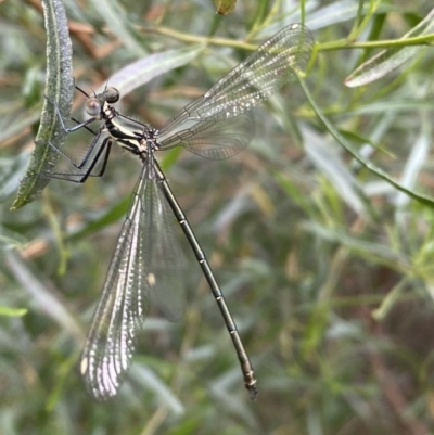 Austroargiolestes icteromelas (Common Flatwing) at Karabar, NSW - 11 Dec 2021 by SteveBorkowskis