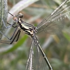 Austroargiolestes icteromelas at Karabar, NSW - 11 Dec 2021