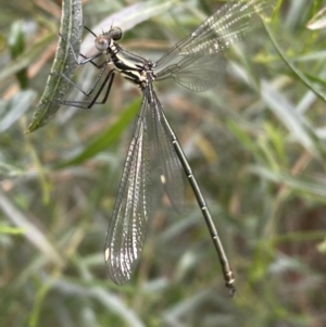 Austroargiolestes icteromelas at Karabar, NSW - 11 Dec 2021