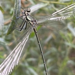 Austroargiolestes icteromelas at Karabar, NSW - 11 Dec 2021