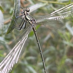 Austroargiolestes icteromelas at Karabar, NSW - 11 Dec 2021