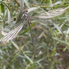 Austroargiolestes icteromelas at Karabar, NSW - 11 Dec 2021