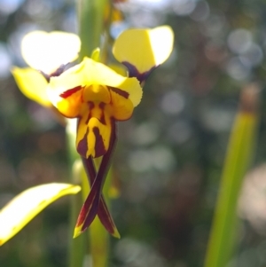 Diuris sulphurea at Rendezvous Creek, ACT - suppressed