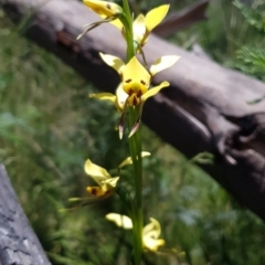 Diuris sulphurea at Rendezvous Creek, ACT - suppressed