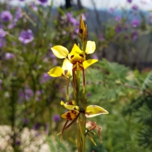 Diuris sulphurea at Rendezvous Creek, ACT - suppressed