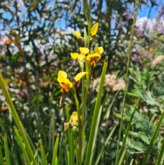 Diuris sulphurea at Rendezvous Creek, ACT - suppressed