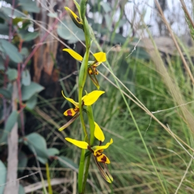 Diuris sulphurea (Tiger Orchid) at Namadgi National Park - 11 Dec 2021 by RobynHall