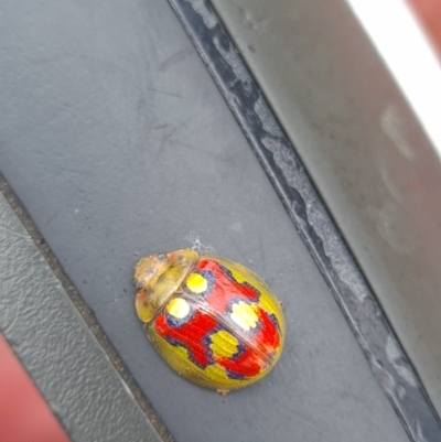 Paropsisterna nobilitata (Leaf beetle, Button beetle) at Tennent, ACT - 11 Dec 2021 by RobynHall