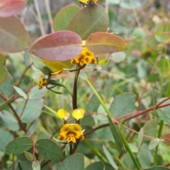 Diuris semilunulata (Late Leopard Orchid) at Namadgi National Park - 11 Dec 2021 by RobynHall