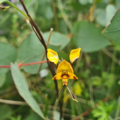 Diuris sp. (A Donkey Orchid) at Namadgi National Park - 11 Dec 2021 by RobynHall