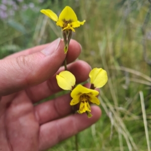 Diuris sp. (hybrid) at Tennent, ACT - 11 Dec 2021