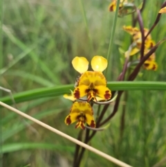 Diuris semilunulata (Late Leopard Orchid) at Namadgi National Park - 11 Dec 2021 by RobynHall