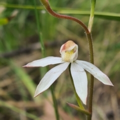 Caladenia moschata (Musky Caps) at Namadgi National Park - 11 Dec 2021 by RobynHall