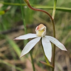 Caladenia moschata (Musky caps) at Tennent, ACT - 11 Dec 2021 by RobynHall