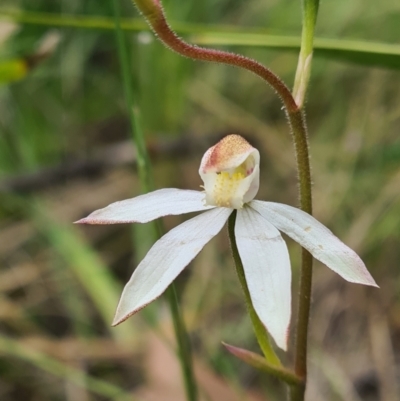 Caladenia moschata (Musky Caps) at Tennent, ACT - 11 Dec 2021 by RobynHall