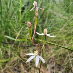 Caladenia moschata at Tennent, ACT - suppressed