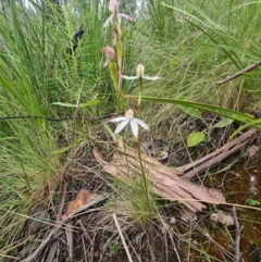 Caladenia moschata at Tennent, ACT - suppressed