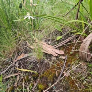 Caladenia moschata at Tennent, ACT - suppressed