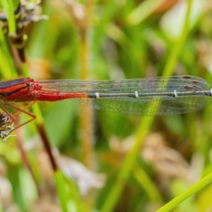 Xanthagrion erythroneurum at Googong, NSW - 11 Dec 2021