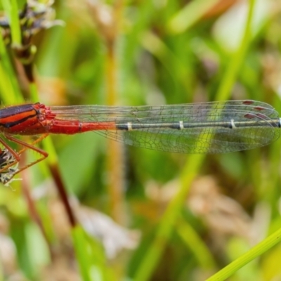 Xanthagrion erythroneurum (Red & Blue Damsel) at Googong, NSW - 11 Dec 2021 by WHall