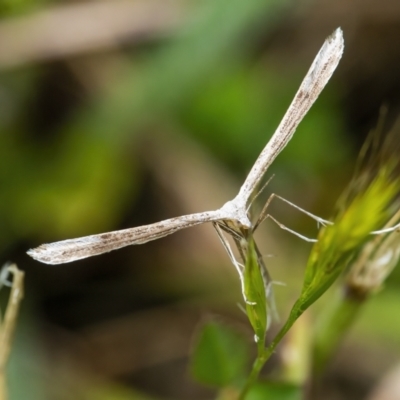Platyptilia celidotus (Plume Moth) at Googong, NSW - 11 Dec 2021 by WHall