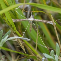 Platyptilia celidotus at Googong, NSW - 11 Dec 2021