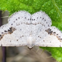 Taxeotis intextata (Looper Moth, Grey Taxeotis) at QPRC LGA - 11 Dec 2021 by WHall