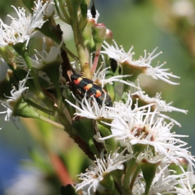 Unidentified Jewel beetle (Buprestidae) at Yackandandah, VIC - 10 Dec 2021 by KylieWaldon