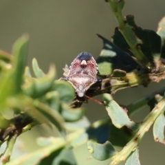 Unidentified Shield, Stink & Jewel Bug (Pentatomoidea) at Yackandandah, VIC - 10 Dec 2021 by KylieWaldon