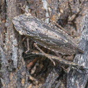 Stenocotis depressa at Googong, NSW - 11 Dec 2021 01:38 PM