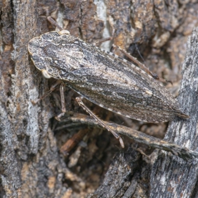 Stenocotis depressa (Leafhopper) at QPRC LGA - 11 Dec 2021 by WHall