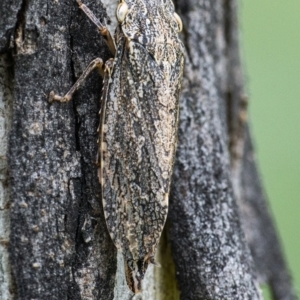 Stenocotis depressa at Googong, NSW - 11 Dec 2021